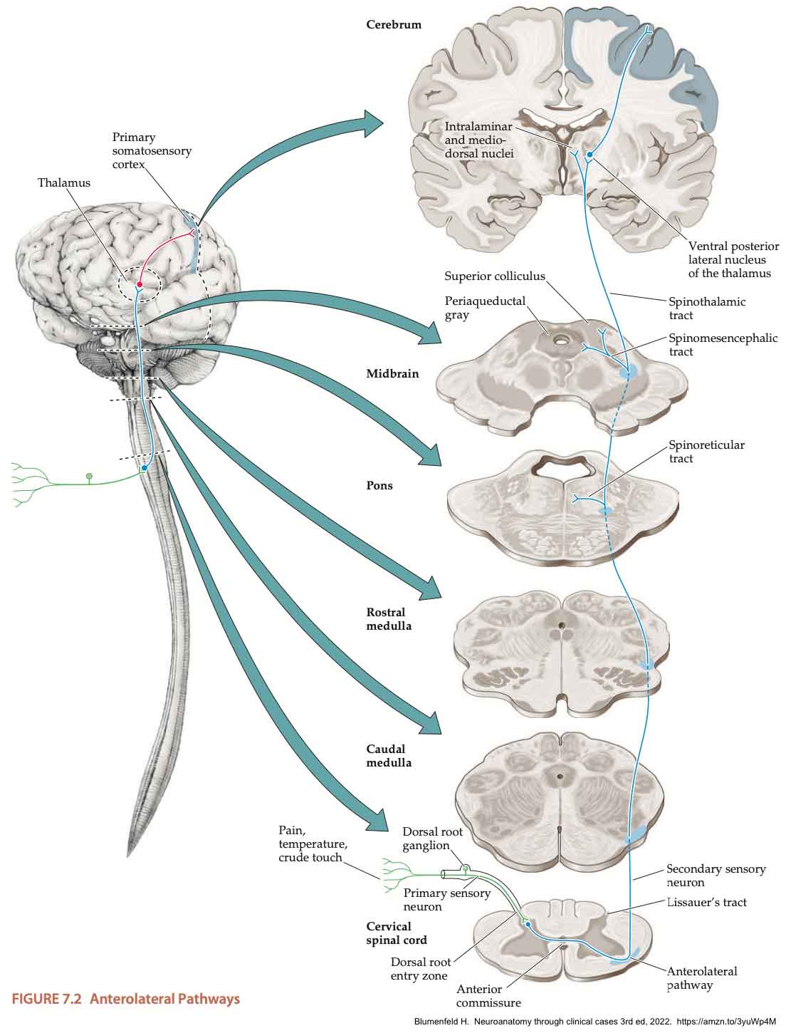 Basal Ganglia - Draw it to Know it, Neuroanatomy 